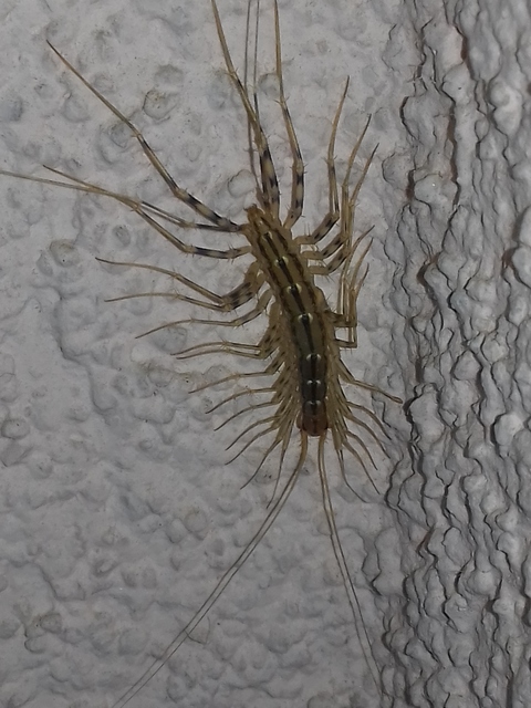 Scutigera coleoptrata - légyölő pókszázlábú
