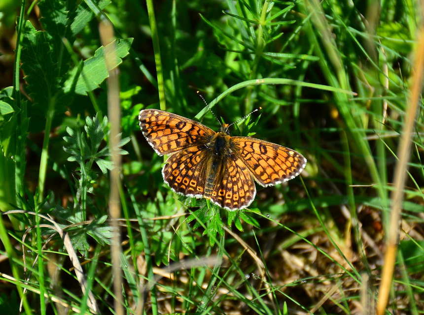 Melitaea cinxia - réti tarkalepke