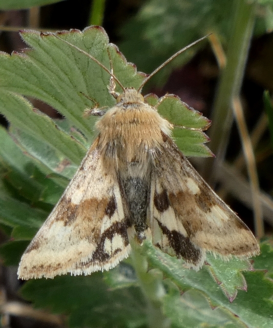 Heliothis viriplaca - mácsonyabagoly
