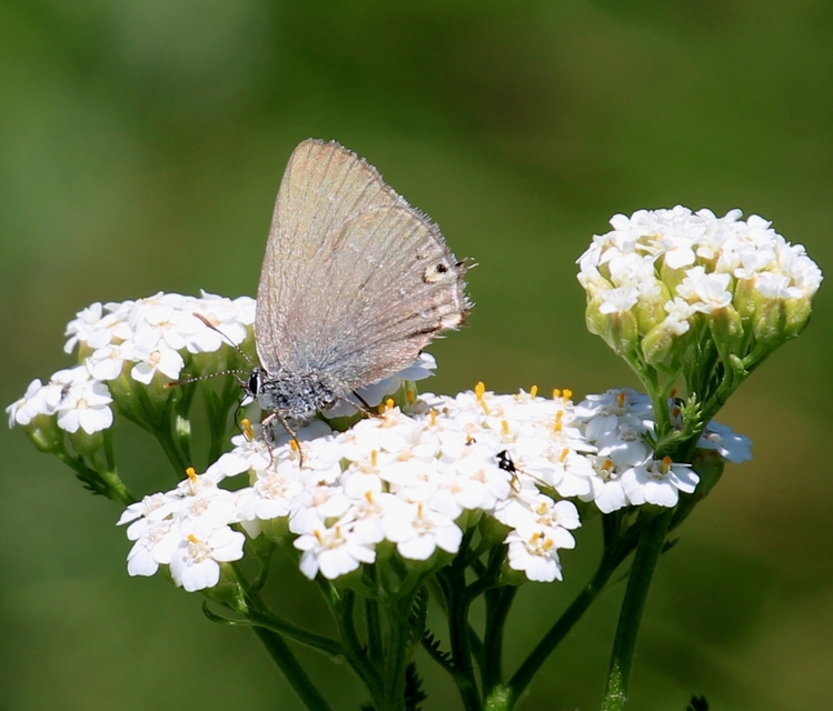 Satyrium acaciae - akác-csücsköslepke