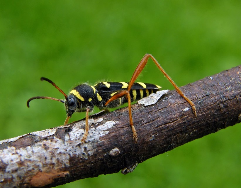 Clytus arietis - közönséges darázscincér