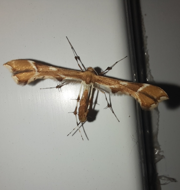 Cnaemidophorus rhododactyla - rózsabogyó-tollasmoly