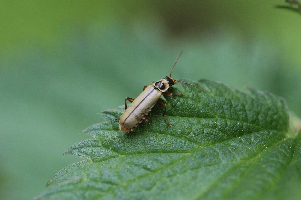Metacantharis clypeata - tavaszi lágybogár
