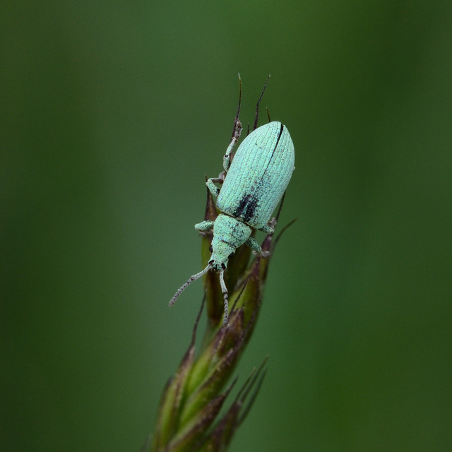 Phyllobius thalassinus - tömpeorrú levélormányos