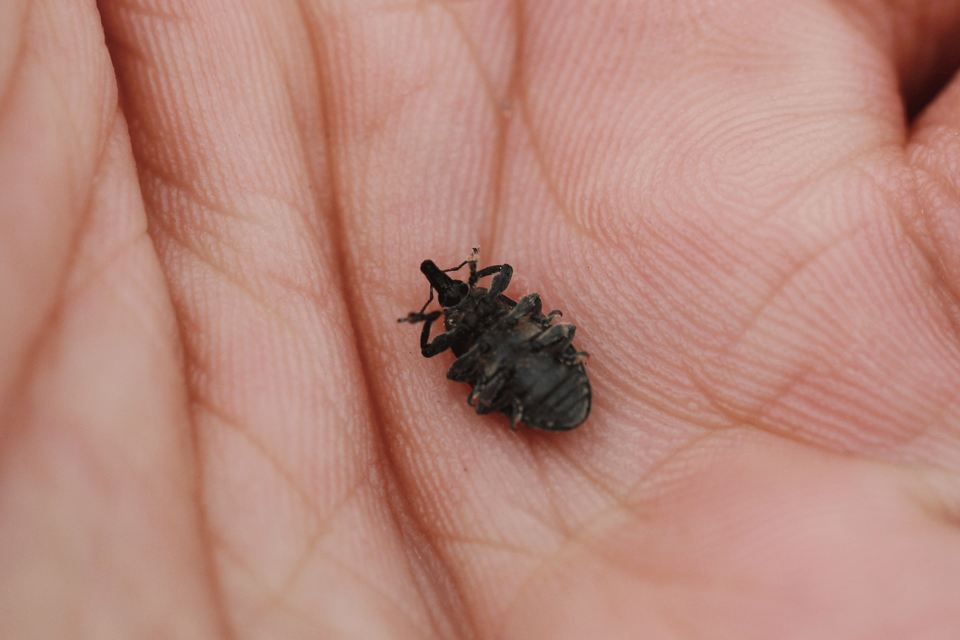 Larinus turbinatus - kúposorrú púderbarkó