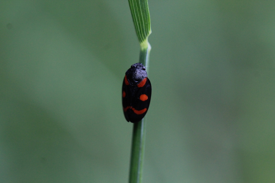 Cercopis