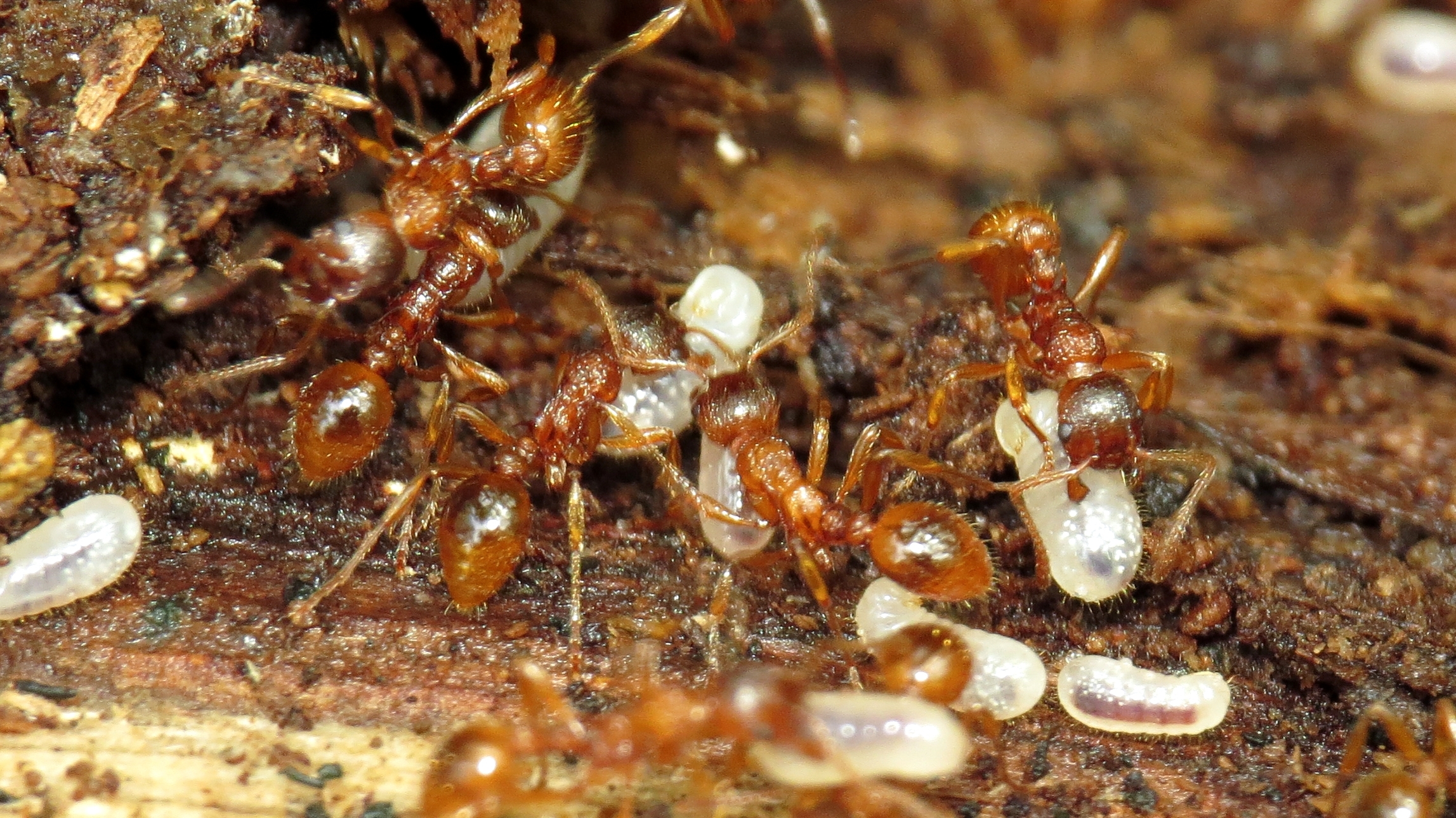 Myrmica ruginodis - erdei bütyköshangya