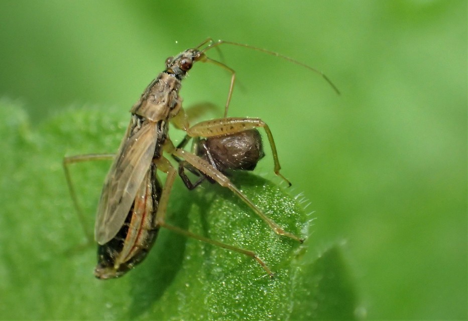 Nabis rugosus - foltoslábú tolvajpoloska