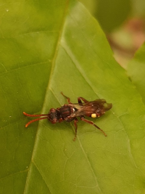 Nomada
