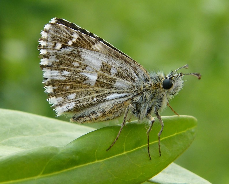 Pyrgus malvae - kis busalepke