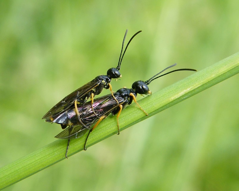 Hymenoptera - Hártyásszárnyúak