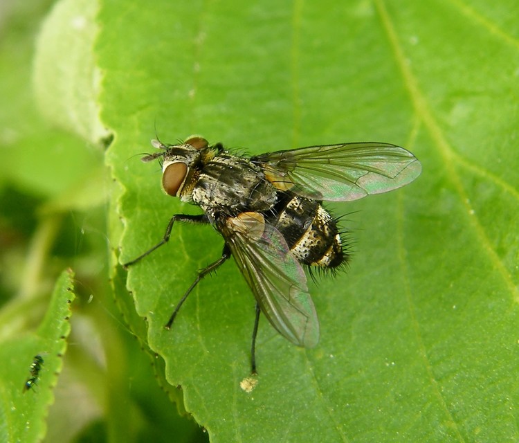 Tachinidae - fürkészlegyek