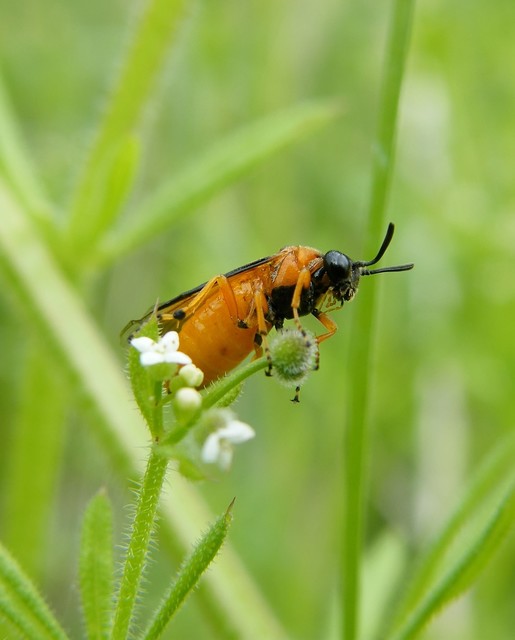 Hymenoptera - Hártyásszárnyúak