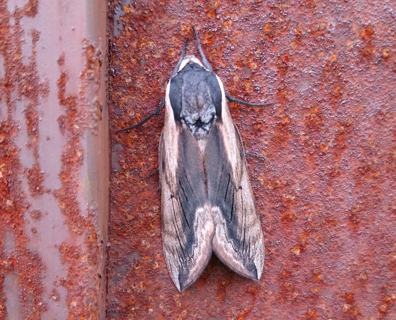 Sphinx ligustri - fagyalszender