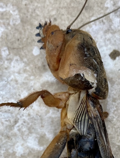 Gryllotalpa