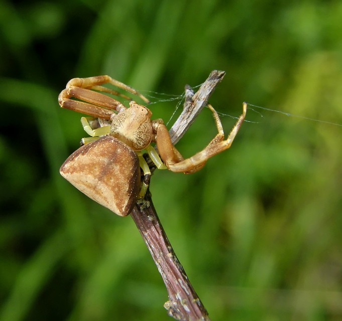 Thomisidae - karolópókok