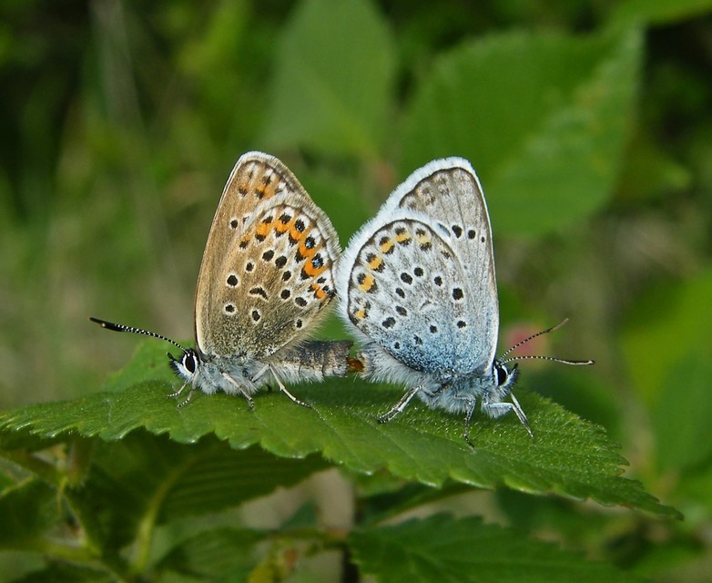 Plebejus argus - ezüstös boglárka