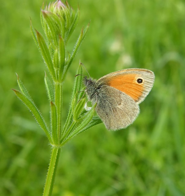 Coenonympha pamphilus - kis szénalepke