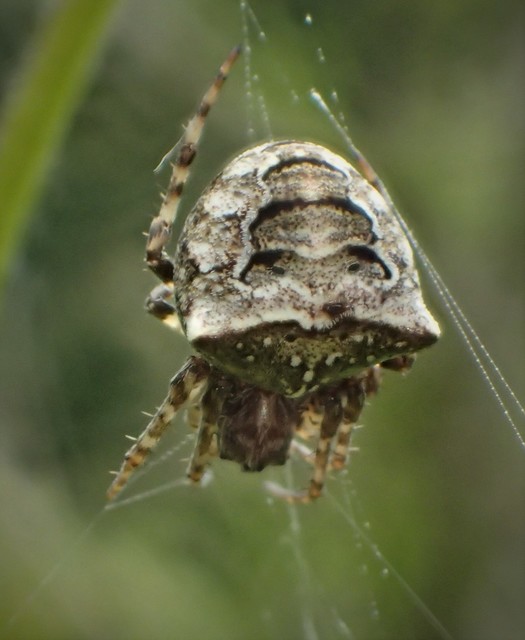 Gibbaranea bituberculata - kétcsúcsú keresztespók