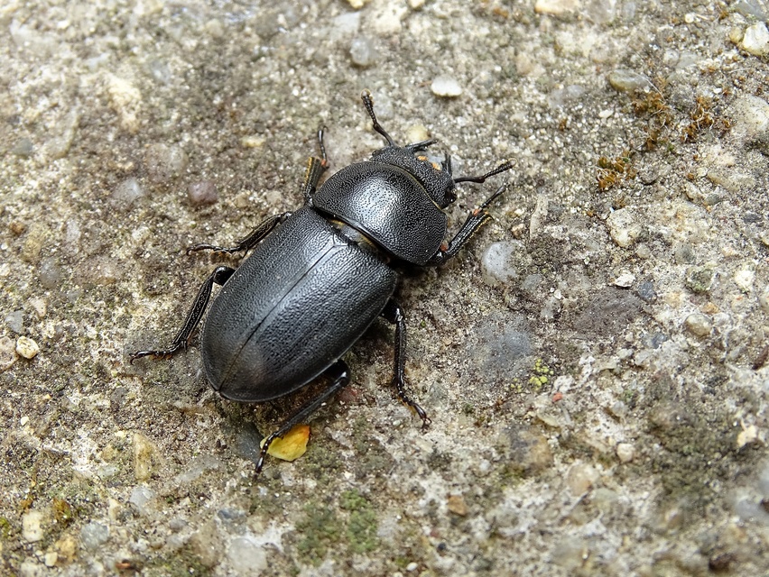 Dorcus parallelipipedus - kis szarvasbogár