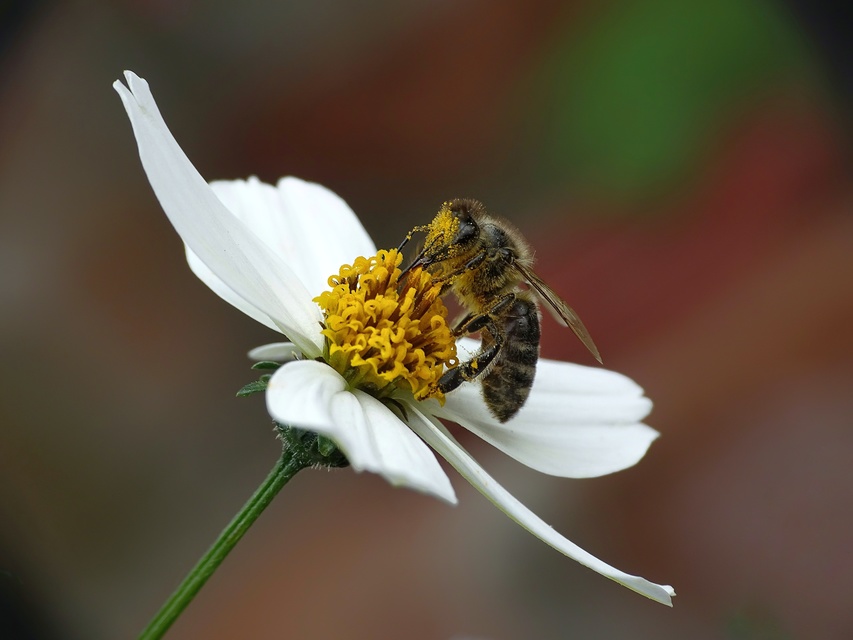 Hymenoptera - Hártyásszárnyúak