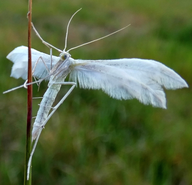 Pterophorus pentadactyla - fehér tollasmoly