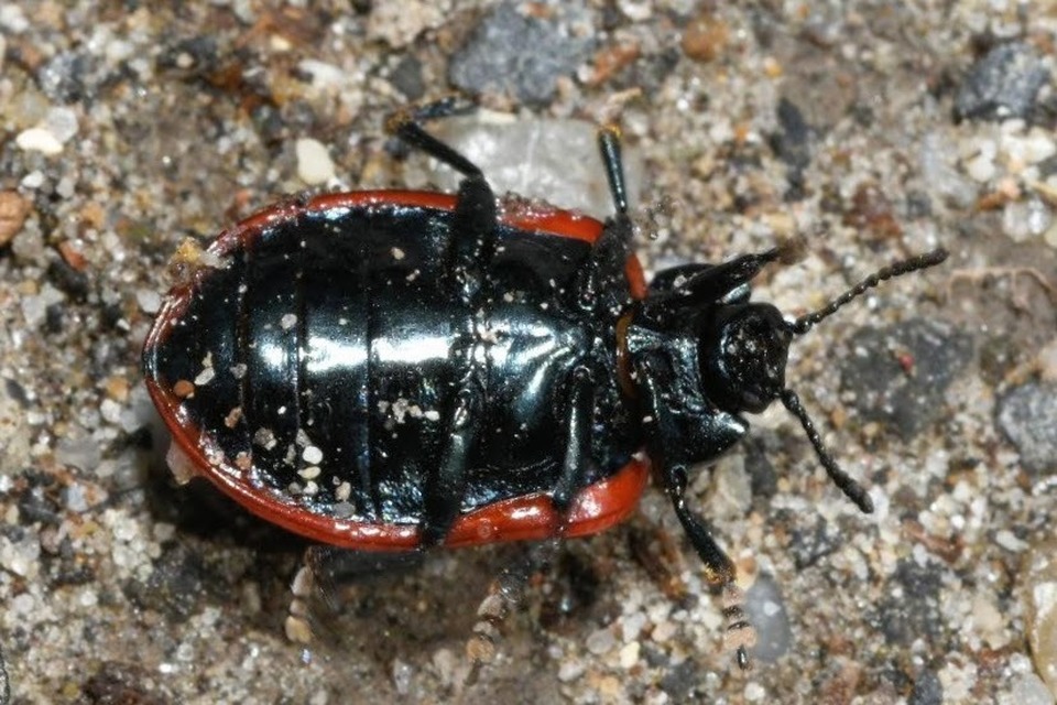 Chrysomela populi - nagy nyárlevelész Chrysomela populi - nagy nyárlevelész
