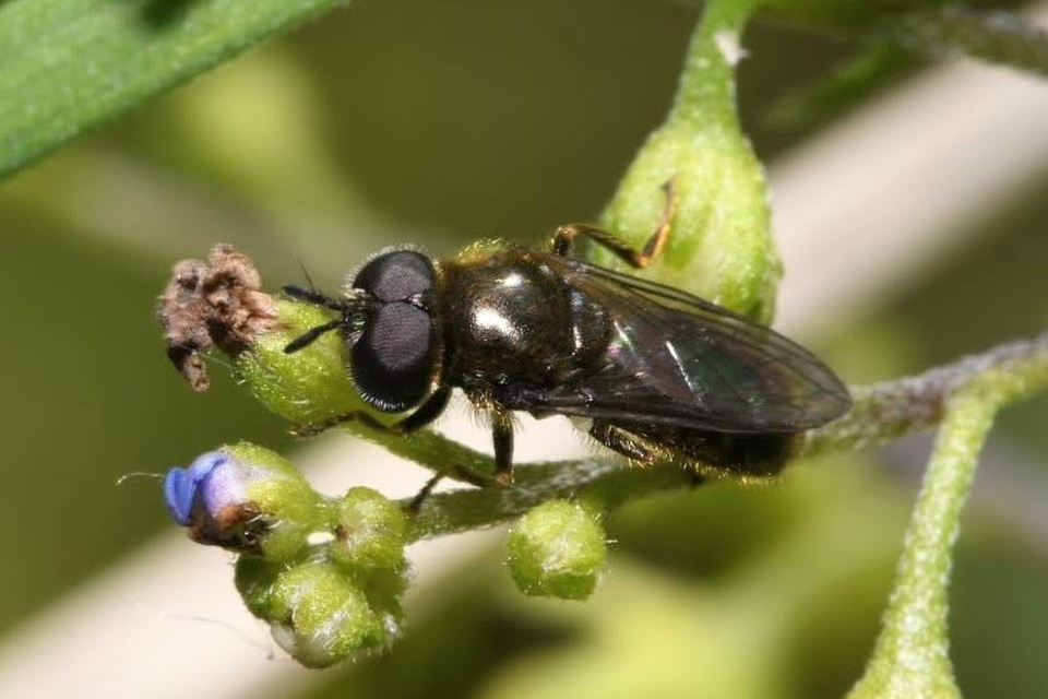 Heringia senilis - világosszőrű hegyesszögűlégy