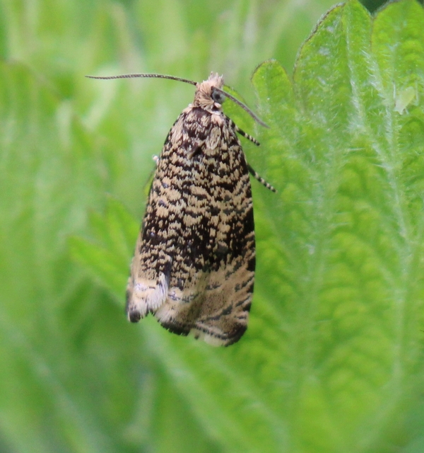 Celypha lacunana - vízparti tükrösmoly