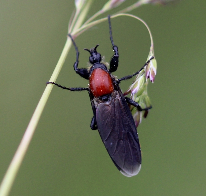 Bibionidae - bársonylegyek