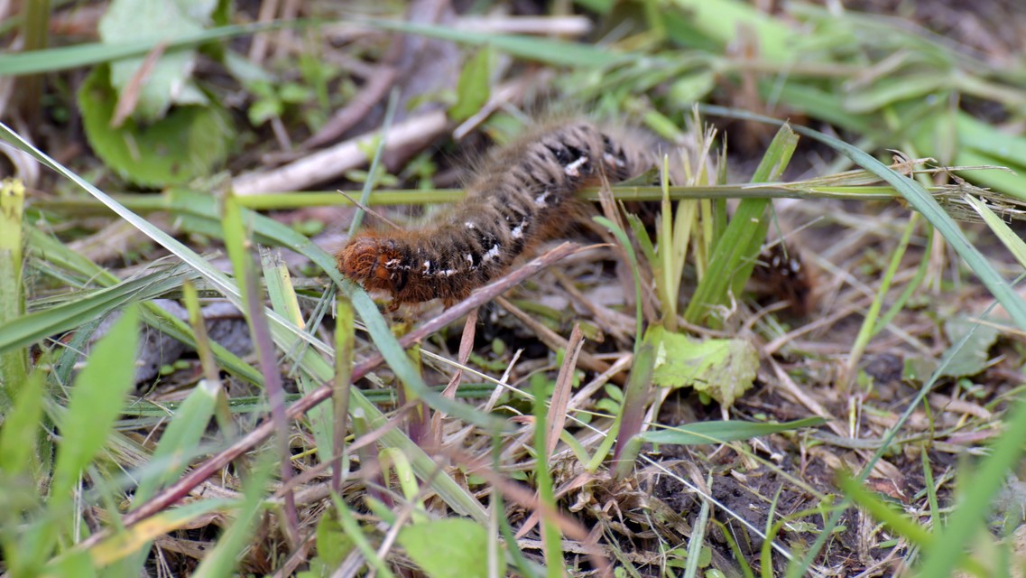 Lasiocampa quercus - tölgyfaszövő Lasiocampa quercus - tölgyfaszövő