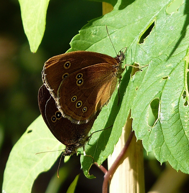 Aphantopus hyperanthus - közönséges ökörszemlepke