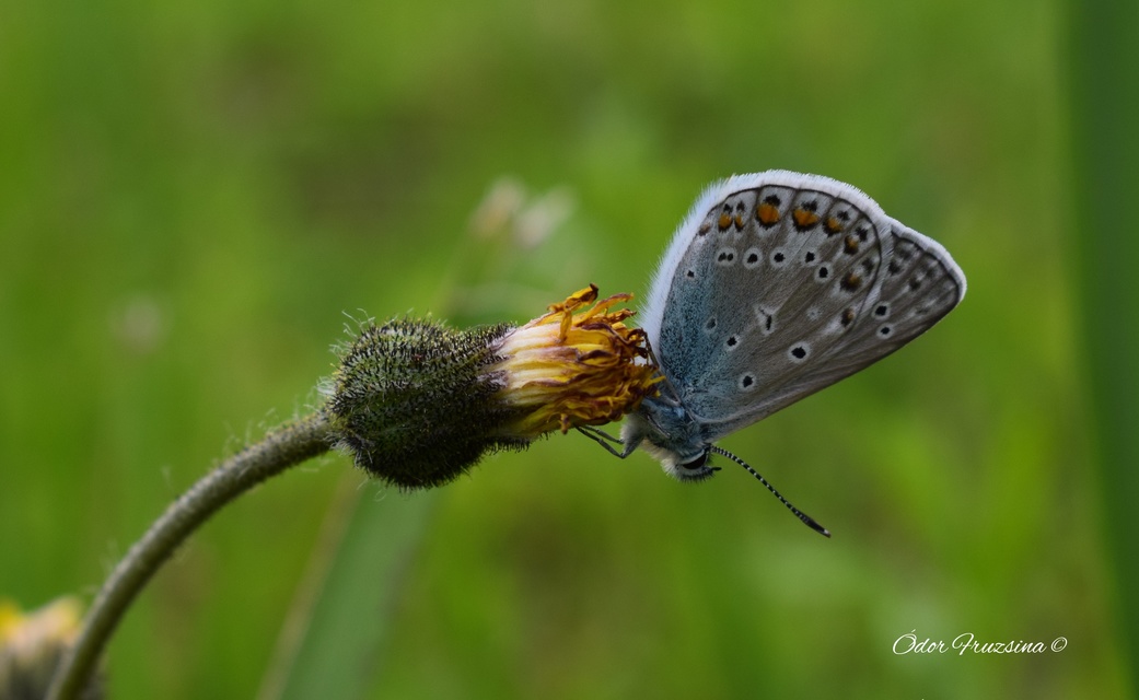 Polyommatus icarus - közönséges boglárka Polyommatus icarus - közönséges boglárka