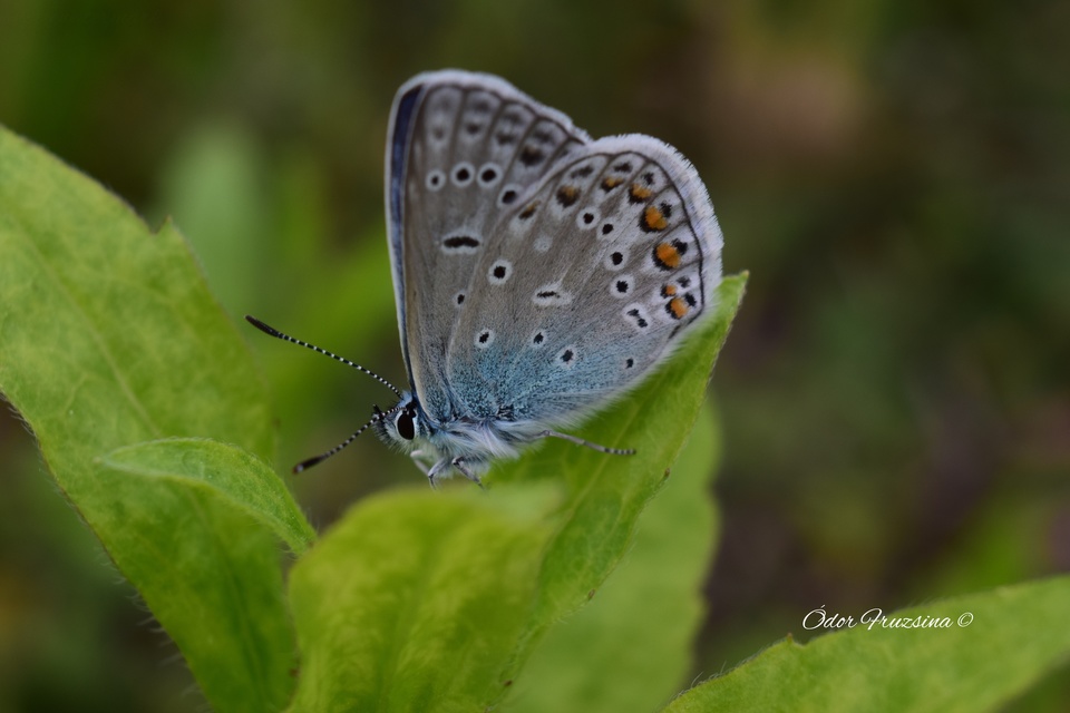 Polyommatus icarus - közönséges boglárka Polyommatus icarus - közönséges boglárka