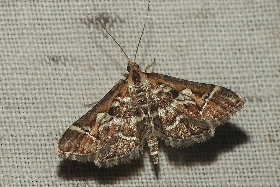Diasemia reticularis - betűmintás tűzmoly