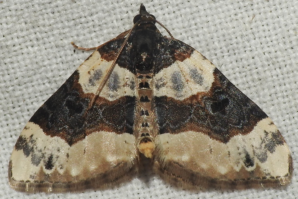 Cosmorhoe ocellata - szemes galajaraszoló