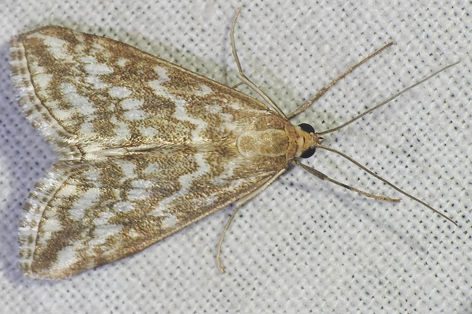 Evergestis frumentalis - tavaszi dudvamoly