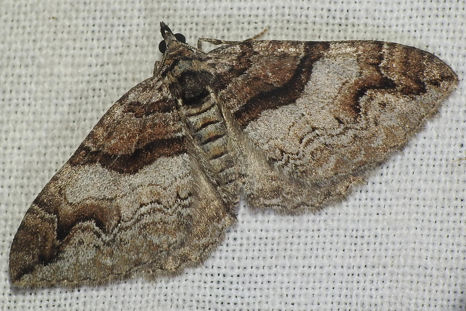 Pareulype berberata - sóskafa-tarkaaraszoló