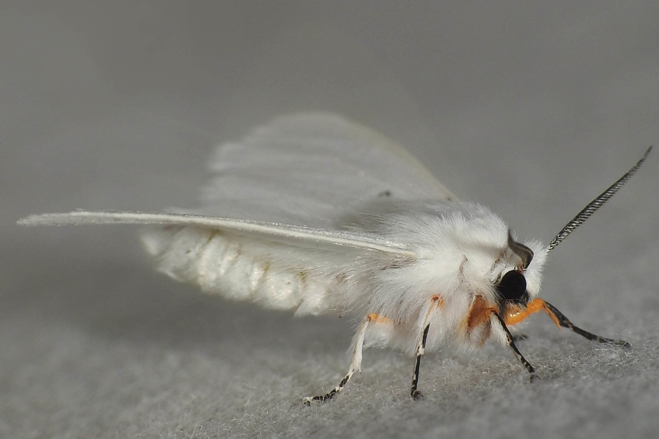 Hyphantria cunea - amerikai fehér medvelepke