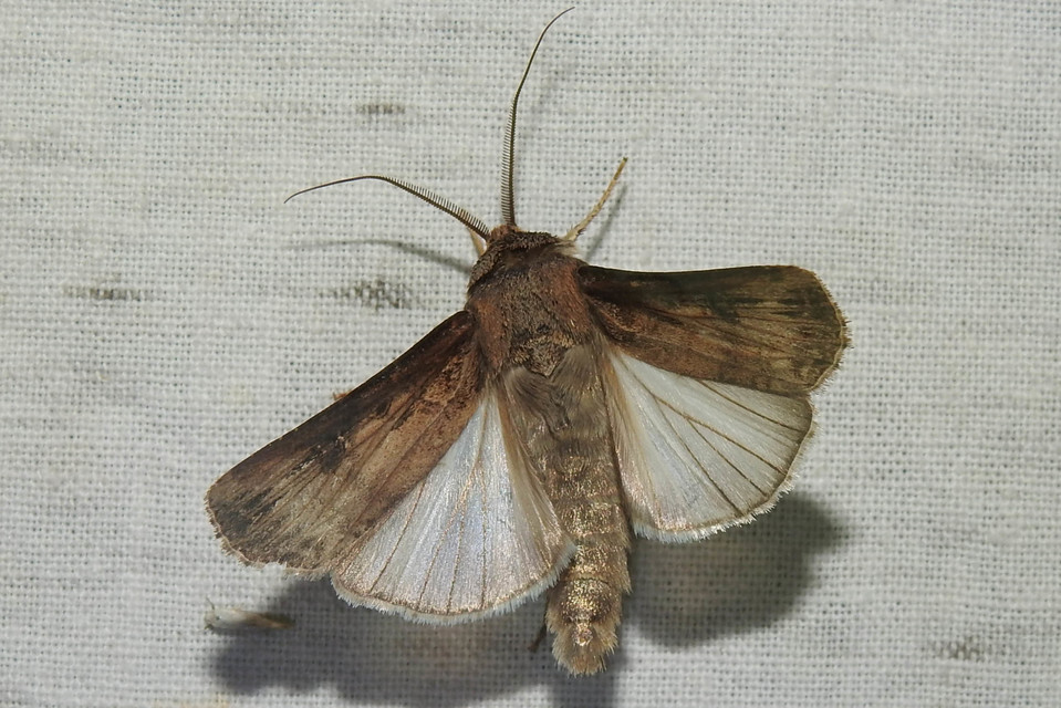 Agrotis ipsilon - nagy földibagoly