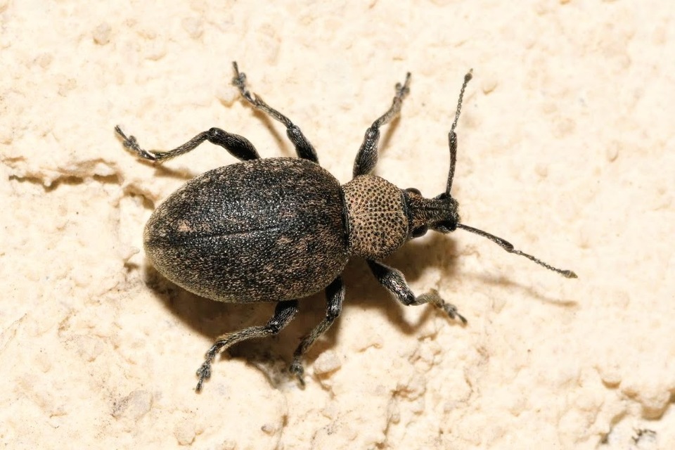 Otiorhynchus ligustici - vincellér-gyalogormányos
