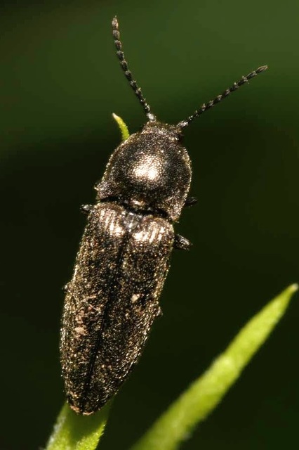 Cidnopus pilosus - szőrös pattanó