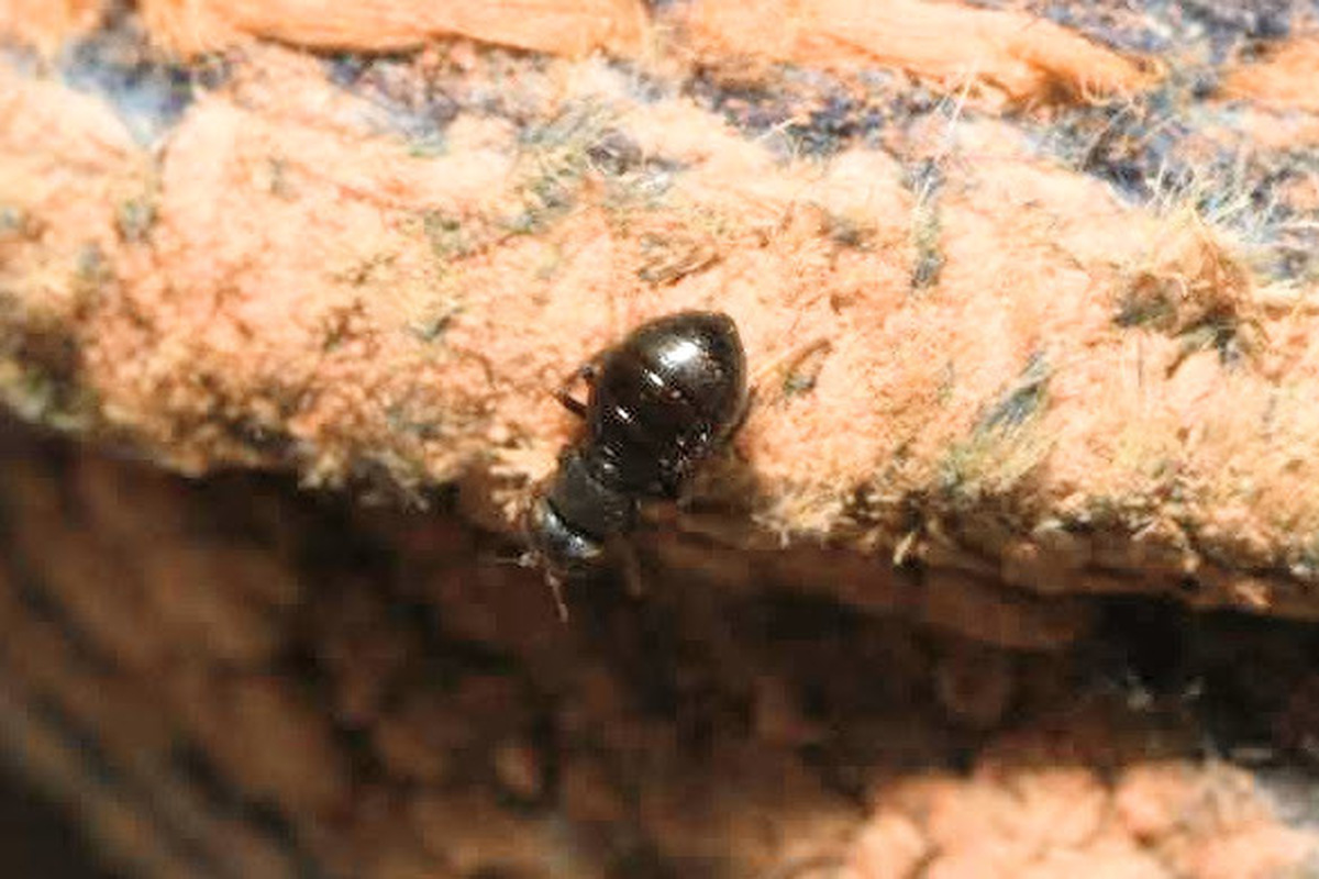 Conioscinella zetterstedti