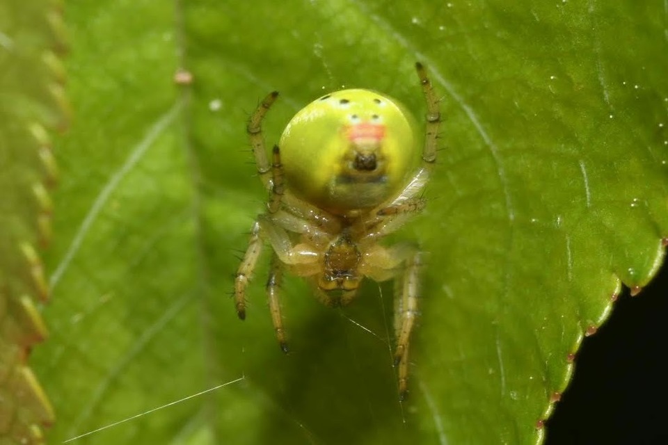 Araniella opisthographa - ötpontos tökkeresztespók