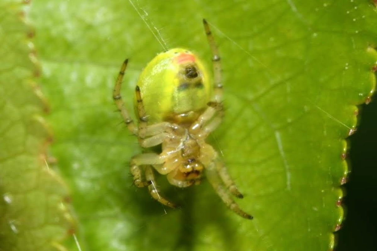 Araniella opisthographa - ötpontos tökkeresztespók