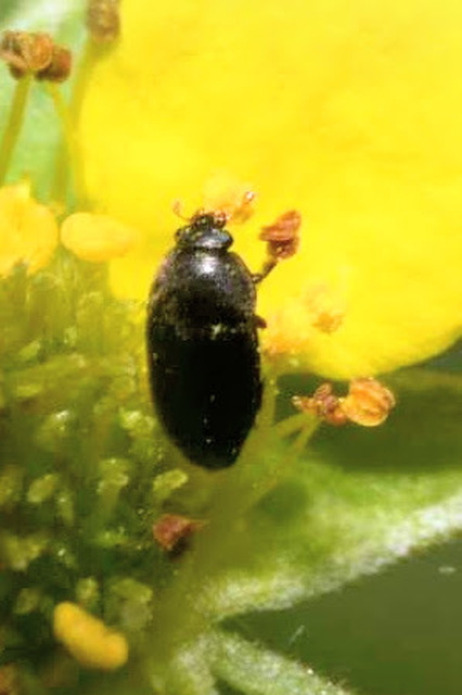 Nitidulidae - fénybogárfélék