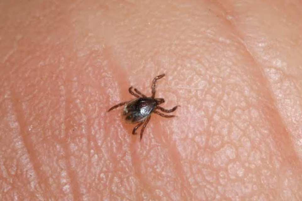 Ixodes