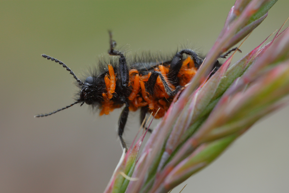 Enicopus pilosus - bundás karimásbogár