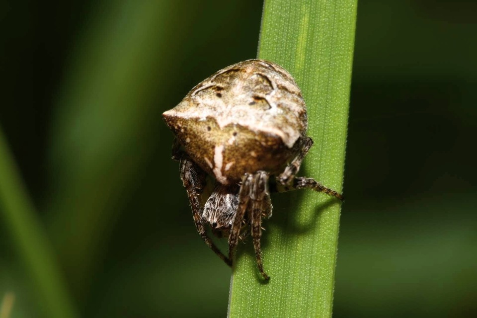 Gibbaranea bituberculata - kétcsúcsú keresztespók