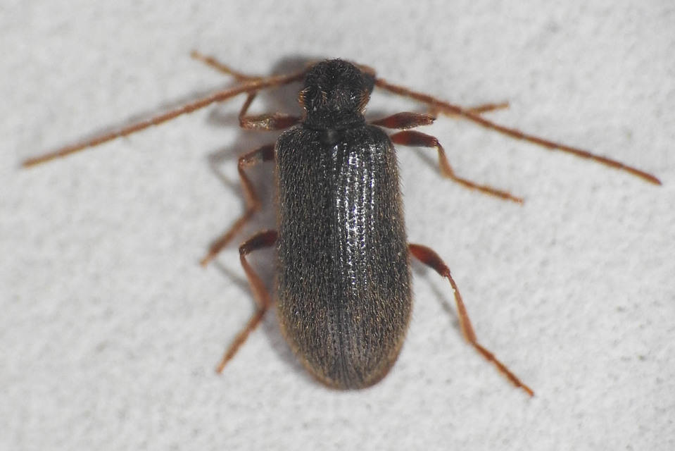 Ptinus rufipes - vöröslábú tolvajbogár